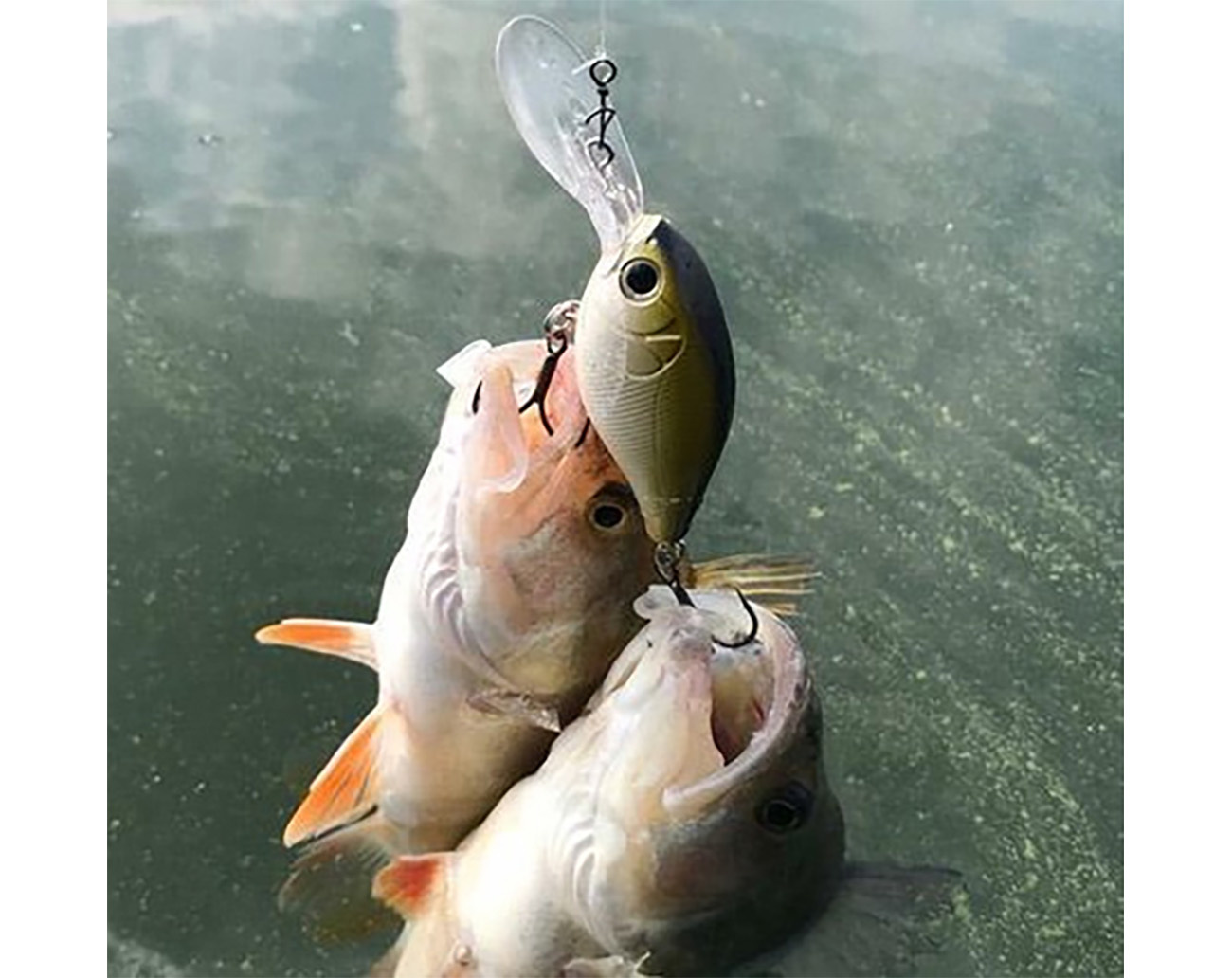 Strike Pro Cranky X Shallow 5 cm